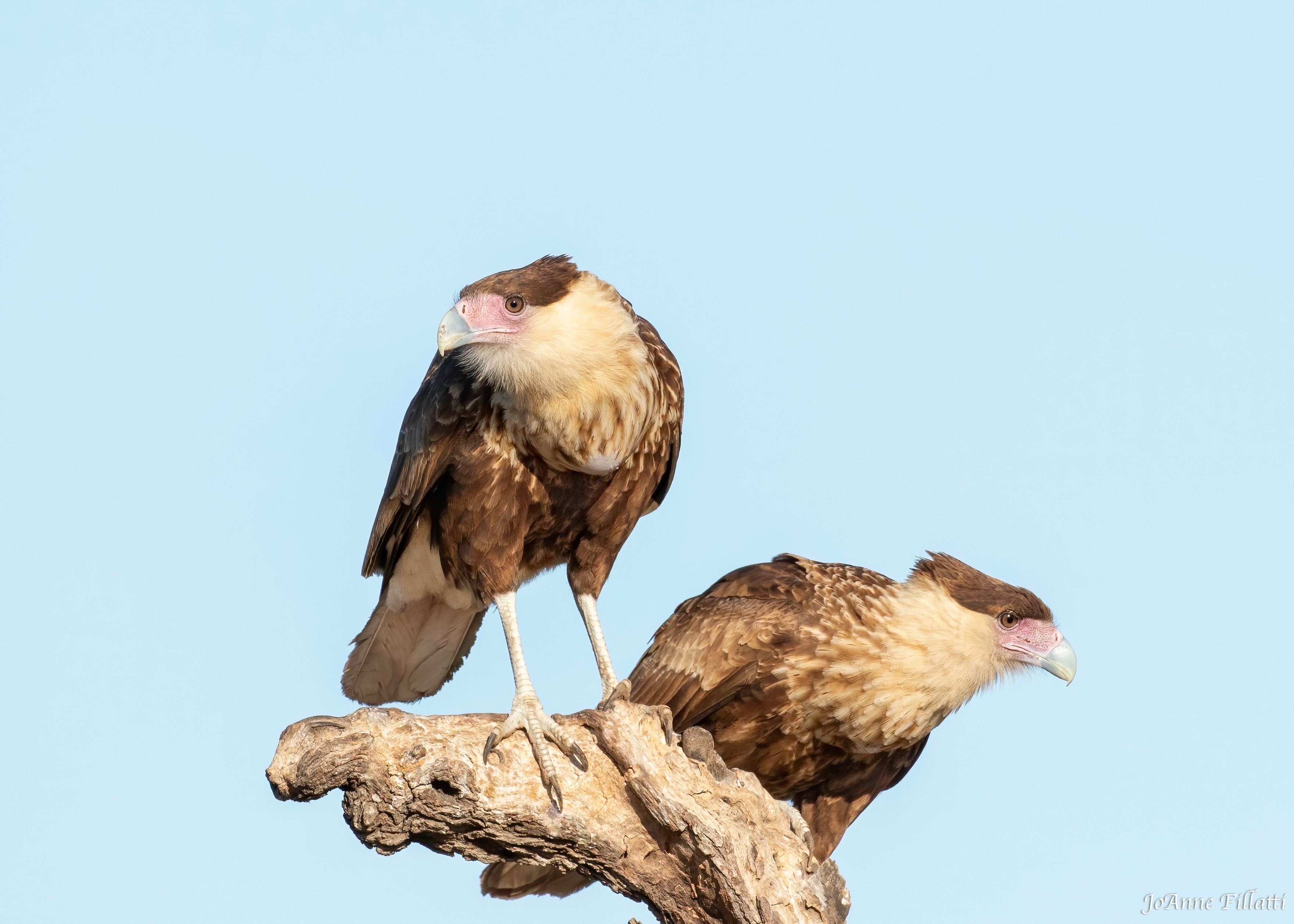 bird of texas image 25